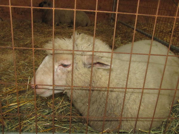 Img-4766