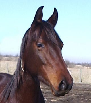 American Saddlebred
