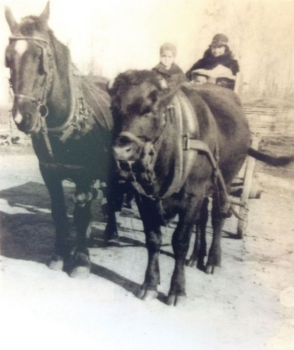 
1934 – Okla, Saskatchewan - George with yoke of oxen – Sam on right weighed 2000 lbs and Her shire cross on left weighed 1600 lbs, was driven with a mare as well. Sam pulled the tumbling rake for George in
1931 when George was 13 years old. George quoted, “one kid drove the ox and the other handled the rake”. Submitted by Muriel Mitchell Saskatchewan
