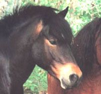 Dartmoor Pony
