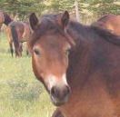 Exmoor Pony +
