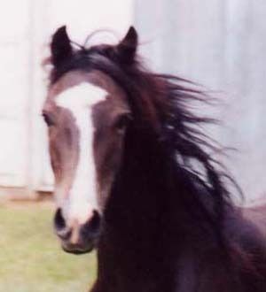 Hackney Horse & Hackney Pony
