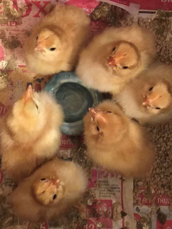 Continuing what has been a bit of a poultry theme! HLC Director, Debbie Hutchings shared this photo of six newly hatched Hungarian Yellow chicks. Debbie like so many of our members works hard in the background to conserve extremely rare breeds. These six chicks are pretty special!
For more information on Hungarian Yellow, check out: heritagelivestock.net/saving-the-hungarian-yellow-chicken