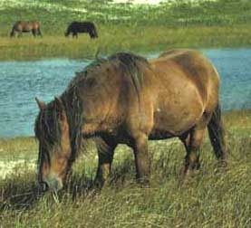 Sable Island Horse~ F
