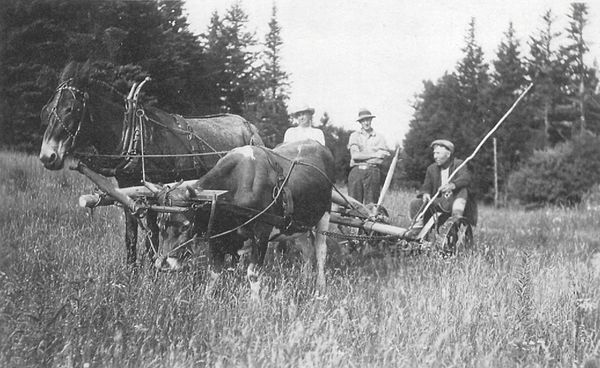 H
The Mule and the Bull
Here is a photograph of an old neighbour, Ross Falener from Concord Glengarry years ago with a mule and a bull. He had to be quite a teamster, don’t you think and also good at hooking the team up. Dennis
Cook, Pictou Co. Nova Scotia