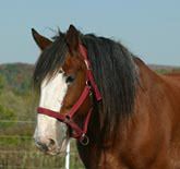 Clydesdale +
