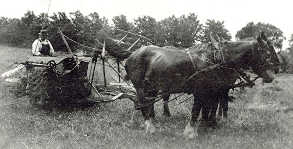 
1940’s my grandfather with the horses and the binder.
The farm was in Nassagaweya Township of Halton County.
The family had come from Yorkshire England in the 1830’s.
Today my wife and I live on a farm in Flamborough Township of Wentworth Country where we raise Clydesdale horses, chickens and bees. I still often think back to my happy early days on my grandparents farm.
Dr. J. David Richardson
Christieview Farm
330 Hwy 8, RR 1
Dundas ON
“Home of Gentle Giants and busy bees”
