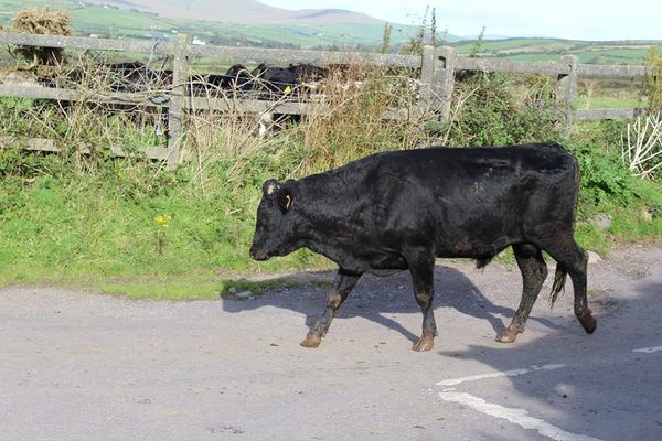 Larry Bruffee Kerry Cattle Breeders Cooperative Killarney, Ireland - 
Purebred Kerry bull on the march with his cows to the milk parlor, Dingle, Ireland
